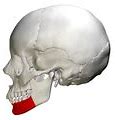 Image result for Mandible Lateral View