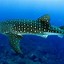 Image result for BAPE Shark Camo Wallpaper