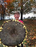 Image result for The Biggest Sunflower Seed