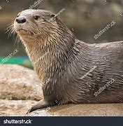 Image result for Otter Side View