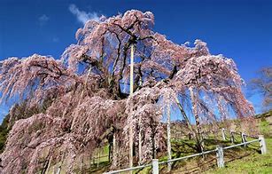 Image result for Japanese Cherry Tree Images