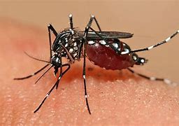 Image result for dengue