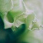Image result for Abstract Flower Photography