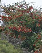 Image result for Cotoneaster lacteus