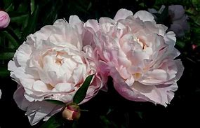 Image result for Paeonia lactiflora Nick Shaylor