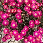 Image result for Delosperma Jewel of Desert Amethyst