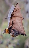 Image result for Bat Wallpaper HD