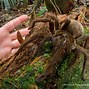 Image result for What Is the Biggest Spider Ever Seen