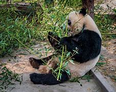 Image result for Beijing Zoo Panda