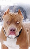 Image result for Red Nose Pit Bull Terrier