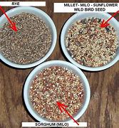 Image result for Costco Bird Seed