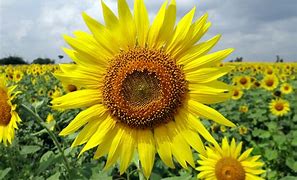 Image result for HelloBeautiful Sunflower Images