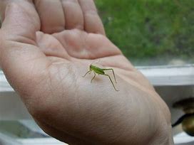 Image result for Baby Green Cricket