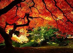 Image result for Japanese Landscape Autumn