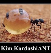 Image result for Ant Pun Meme