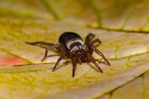 Image result for Mouse Spider Identification