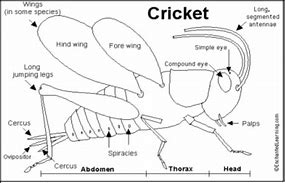 Image result for Cricket Insect Anatomy