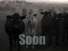 Image result for Cow Soon Meme