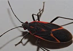 Image result for Black Bug with Red On Back