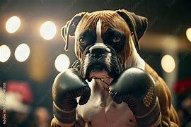 Image result for Boxer Dog Boxing