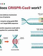 Image result for Gene Drive CRISPR