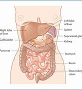 Image result for abdomwn
