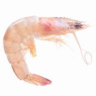 Image result for Icy Ocean Wild-Caught Argentine Red Shrimp