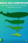 Image result for Blue Whale Size Comparison Chart