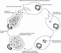 Image result for Chlamydia Drawing