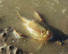 Image result for Desert Tadpole Shrimp