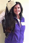 Image result for Malayan Flying Fox Bat