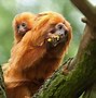 Image result for Cute Endangered Baby Animals