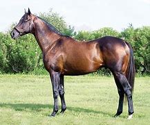 Image result for Bold Ruler Foals
