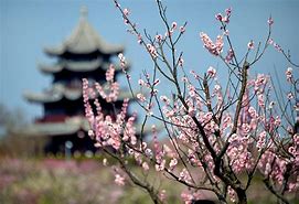 Image result for Plum Blossom China