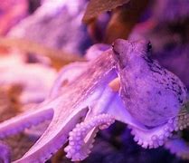 Image result for Octopus Fishing Hook