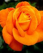 Image result for flores