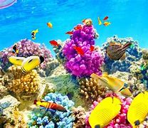 Image result for Underwater Images 4K