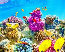 Image result for Underwater Wallpaper Surface
