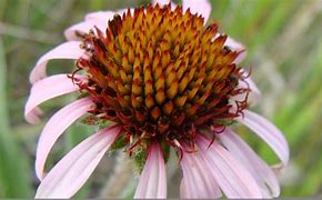 Image result for Echinacea angustifolia