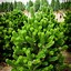Image result for Pinus nigra Oregon Green