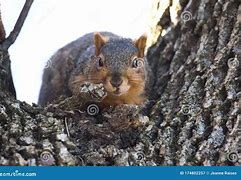 Image result for Squirrel Hiding in Tree