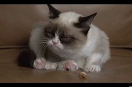 Image result for Grumpy Cat Tard
