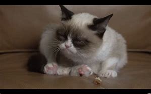 Image result for Tard Grumpy Cat Meme