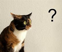 Image result for Big Games Cat Question Mark