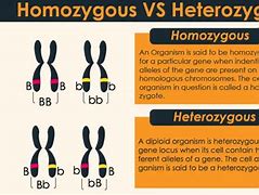 Image result for Difference Between Homozygous and Heterozygous
