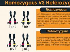 Image result for Homozygous vs Heterozygous