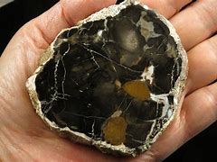 Image result for Black Petrified Wood