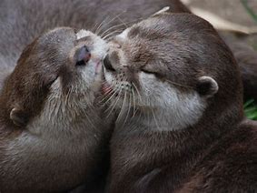 Image result for Otters Hugging