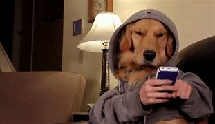 Image result for Funny Cell Phone Dog