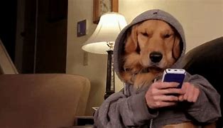 Image result for Funny Cell Phone Dog